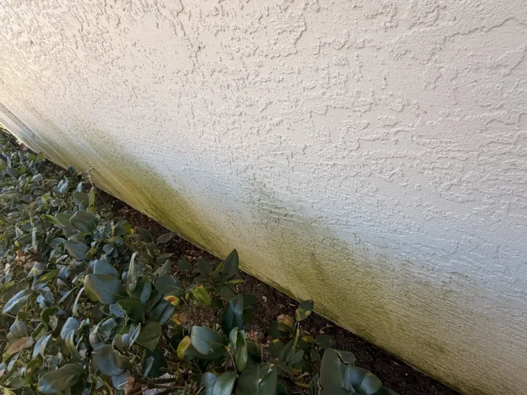 Green organic growth on lower stucco wall behind shrubs on a Port St. Lucie home