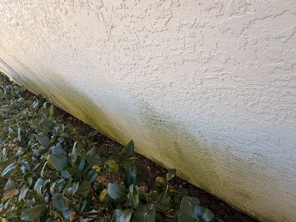 Green organic growth on lower stucco wall behind shrubs